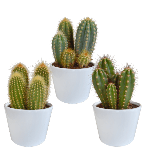 Image of Cereus Mix – 3Zimmerpflanzen – Ø10,5cm – Verschiedene Säulen – & Stabkakteen im weißen Topf – Pflegeleichte Kakteen für Fensterbank, Büro & Wohnzimmer-0