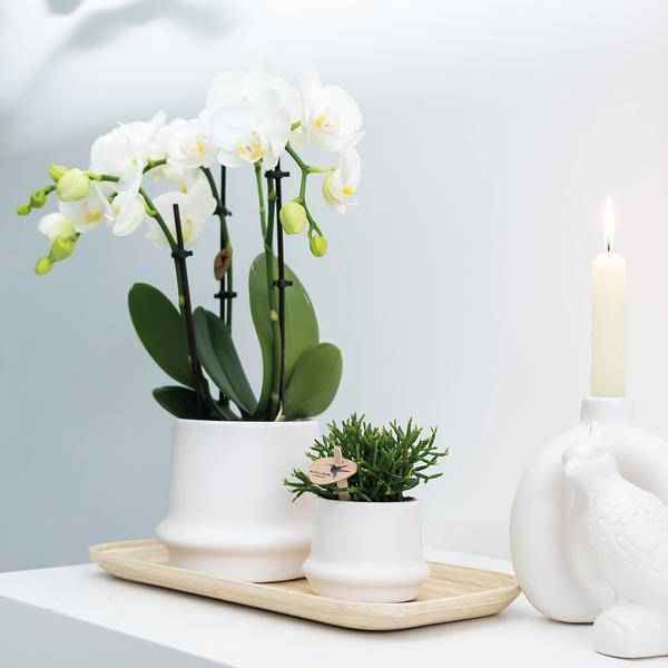 Image of Weiße Phalaenopsis Orchideen – Amabilis – 2 Pflanzen – Blühende Zimmerpflanze Ø9cm – Multiflora – Orchidee mit 2-3 Zweigen