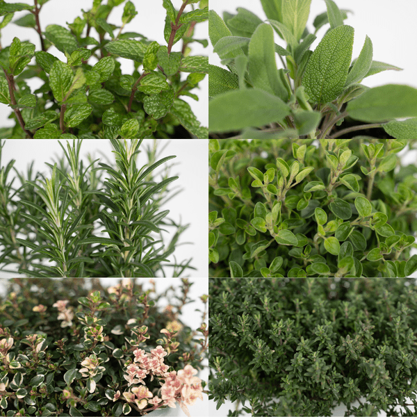 Image of Gartenkräutermischung Zimmerpflanze Ø14cm – pflegeleichte Grünpflanze für Wohnzimmer, Büro & helle Standorte kaufen
