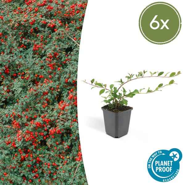 Image of Cotoneaster dammeri – Teppich – Zwergmispel – Ø9cm – ↕10-25cm – 6 Pflanzen – Winterharter Bodendecker mit Blüten & Beeren