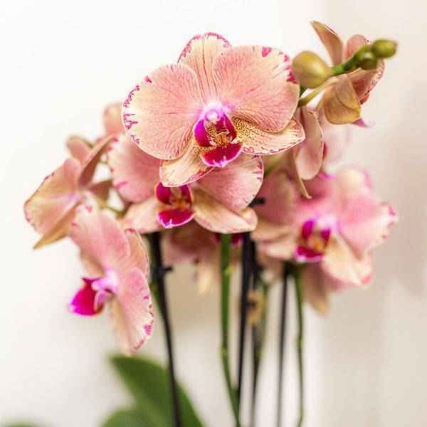 Image of Überraschungsbox mit 4 verschiedenen Kolibri Orchideen – 12cm – Zimmerpflanzen – Set – Frisch vom Bauern – Perfekt als Geschenk oder für Orchideenfans