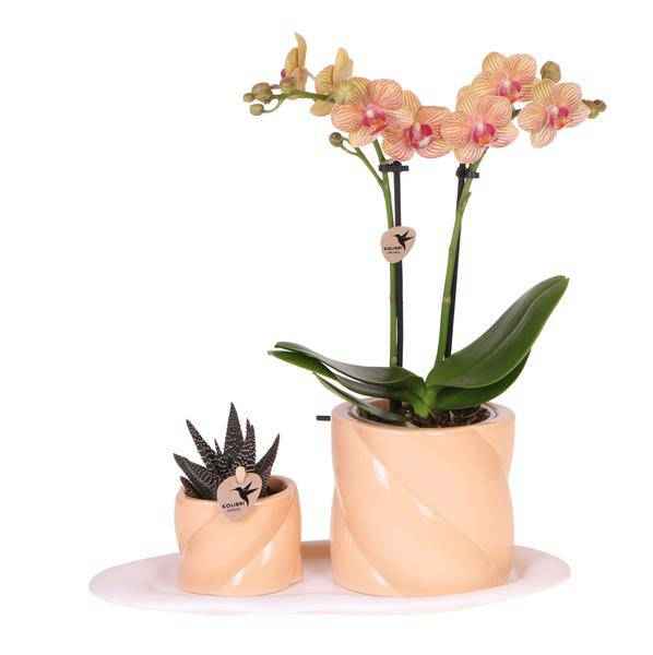 Image of Phalaenopsis Orchidee Orange mit Grünpflanze im Candy Ziertopf auf weißem Bio – Tablett – Zimmerpflanzen Set – Geschenkidee – Dekoration-0