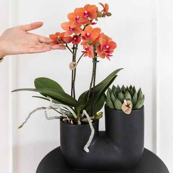 Image of Bolzano Orchidee Orange & Sukkulente Miranda im schwarzen dekorativen Röhrentopf Ø9cm – Duo – Topf – Zimmerpflanze – stilvolle Geschenkidee-2
