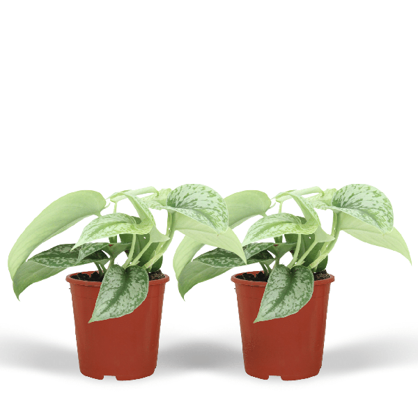 Image of Efeutute Scindapsus Pictus Trebie Epipremnum Zimmerpflanze Ø12cm ↕15cm – pflegeleichte Grünpflanze für Wohnzimmer, Büro & helle Standorte kaufen-0