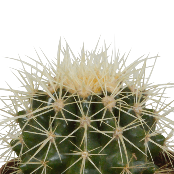 Image of Kaktus Bolcactus Mix – 3 Pflanzen – Ø8,5cm Zimmerpflanzen im Terrakotta – Topf – Verschiedene Kugelkakteen