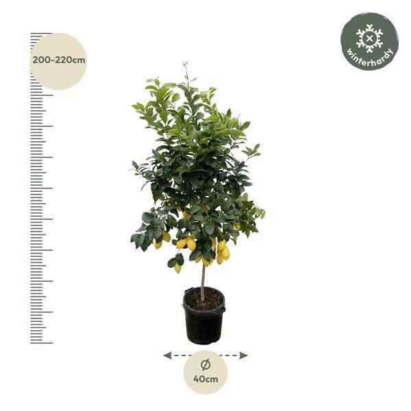 Image of Orangenbaum – Citrus Calamondin – Zitruspflanze 200cm Ø40cm – Kübelpflanze mit duftenden Blüten & Früchten-1