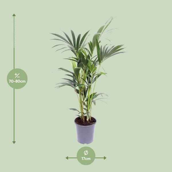 Image of Kentia – Palme – Howea forsteriana – Zimmerpflanze – Ø17cm – ↕75cm – tropische & pflegeleichte Palme – natürlicher Luftreiniger für Zuhause & Büro-1