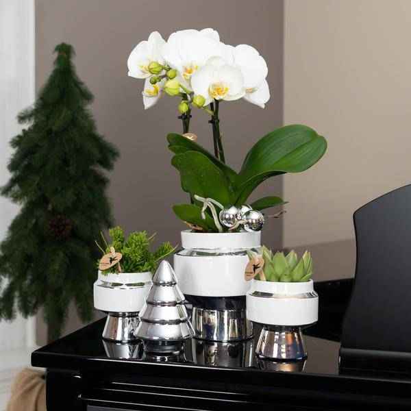 Image of Le Chic Blumentopf Zimmerpflanze Ø6cm mit dekorativem Übertopf – blühende Orchidee für Wohnzimmer, Büro & helle Standorte kaufen-4