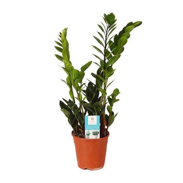 Image of Glücksfeder Zamioculcas Zamiifolia Zimmerpflanze Ø14cm ↕45cm – pflegeleichte Grünpflanze für Wohnzimmer, Büro & helle Standorte kaufen