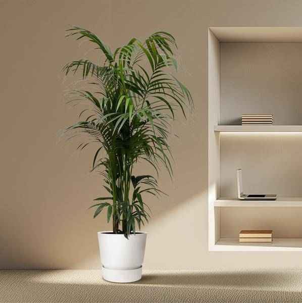 Image of Kentia – Palme – Howea forsteriana – Zimmerpflanze 230cm – Ø38cm – Exklusive XXL – Palme mit eleganten Wedeln – Pflegeleicht-3