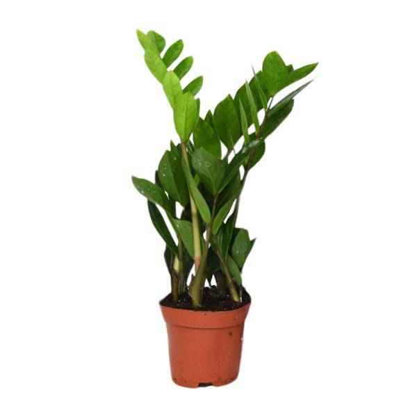 Image of Glücksfeder Zamioculcas Zamiifolia – Zimmerpflanze – Ø12cm – 40cm Höhe – pflegeleicht, dunkelgrüne glänzende Blätter – ideal für Wohnzimmer & Büro