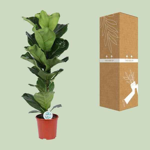 Image of Geigen – Feige Ficus Lyrata Zimmerpflanze Ø21cm ↕90cm – pflegeleichte Grünpflanze für Wohnzimmer, Büro & helle Standorte kaufen-2