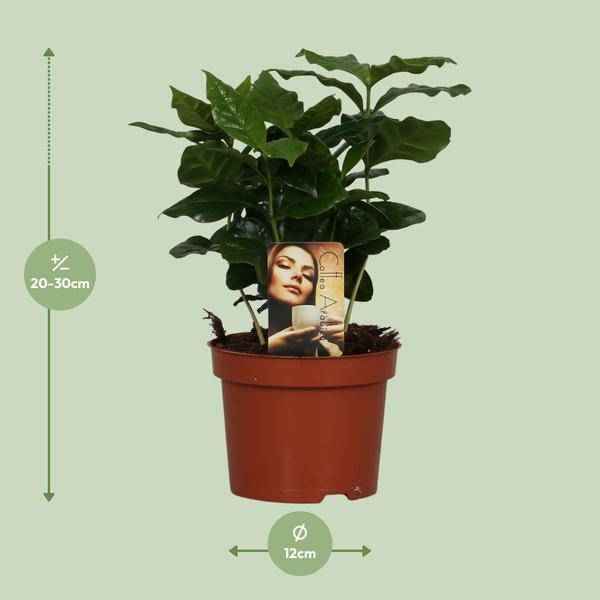 Image of Kaffeepflanze – Coffea Arabica – Zimmerpflanze – Ø12cm ↕25cm – Aromatische Deko – Pflegeleicht – Halbschatten – Tropisch-1