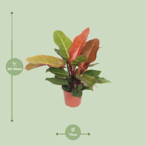 Image of Baumfreund Philodendron Prince of Orange Zimmerpflanze Ø17cm ↕45cm – pflegeleichte Grünpflanze für Wohnzimmer, Büro & helle Standorte kaufen-1