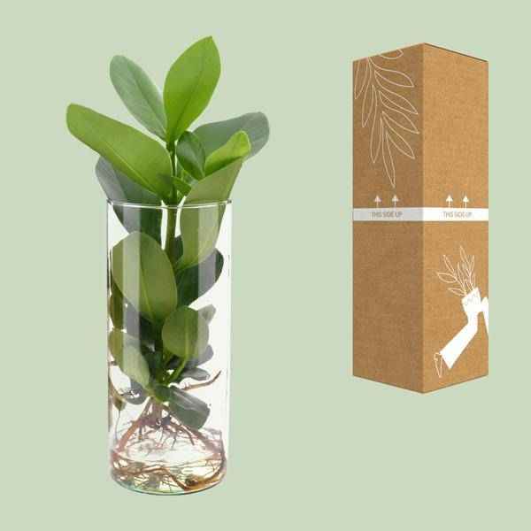 Image of Clusia im Zylinderglas Zimmerpflanze Ø12cm ↕30cm – pflegeleichte Grünpflanze für Wohnzimmer, Büro & helle Standorte kaufen