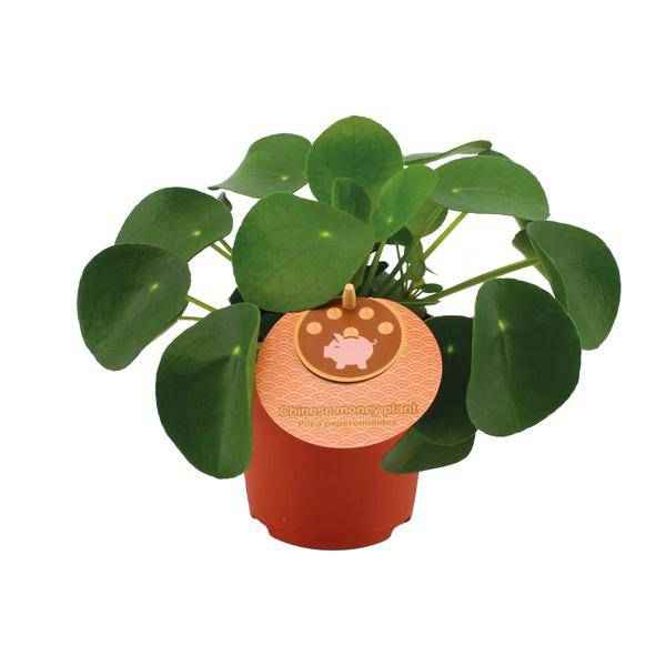 Image of Pilea Peperomioides – Chinesischer Geldbaum – Ø11cm – ↕15cm – Zimmerpflanze mit runden Blättern – Pflegeleicht & dekorativ – Glücks