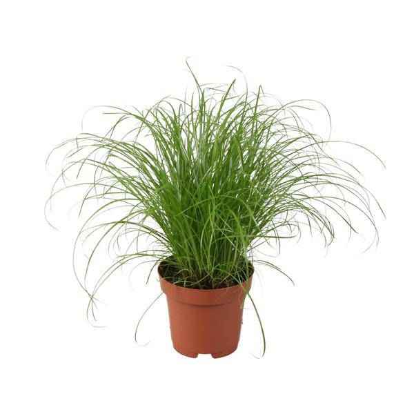 Image of Wechselblättriges Zyperngras – Cyperus Alternifolius Zumula – Schirmgras – Zimmerpflanze – Ø12cm – ↕28cm – pflegeleicht & luftreinigend