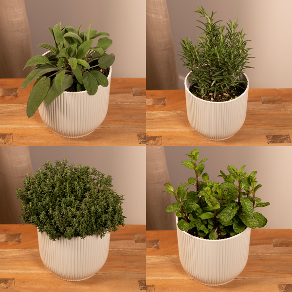 Image of Gartenkräutermischung Zimmerpflanze Ø14cm – pflegeleichte Grünpflanze für Wohnzimmer, Büro & helle Standorte kaufen