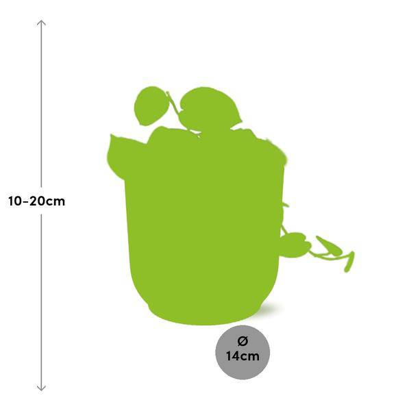 Image of Efeutute Scindapsus Pictus Argyraeus Zimmerpflanze – pflegeleichte Grünpflanze für Wohnzimmer, Büro & helle Standorte kaufen-1