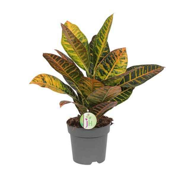 Image of Wunderstrauch Codiaeum 'Petra' – Croton – Ø17cm x H45cm – Bunt gemusterte Zimmerpflanze – Tropisches Laub in Rot, Gelb & Grün – Für Halbschatten-0