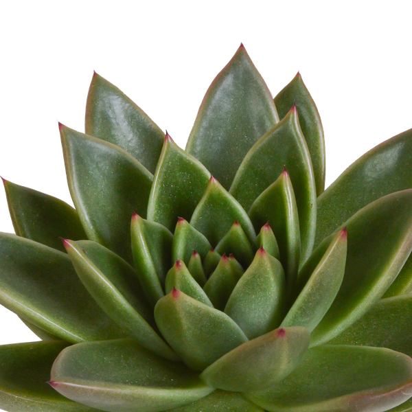 Image of Echeveria Mix – Steinrose 3 Pflanzen – Ø10,5cm Zimmerpflanzen im weißen Topf – Verschiedene Sukkulenten