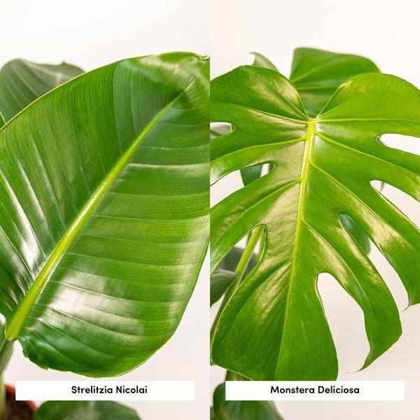 Image of Pflanzenset Strelitzia Nicolai & Monstera Deliciosa Ø19cm Ø21cm ↕75cm – pflegeleichtes Pflanzen Set für Urban Jungle, Fensterbank, Wohnzimmer-2