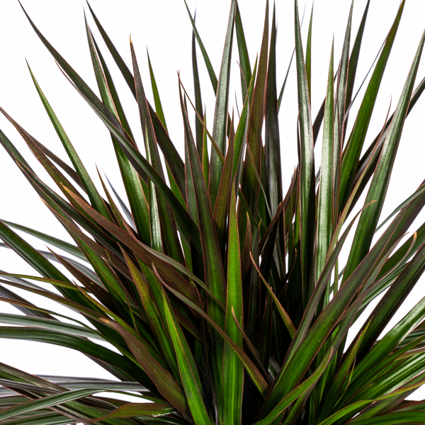 Image of Dracaena Marginata Magenta – Drachenbaum – Zimmerpflanze Ø24cm ↕130-150cm – Dunkelgrüne Blätter mit Rotrand – Pflegeleicht-1