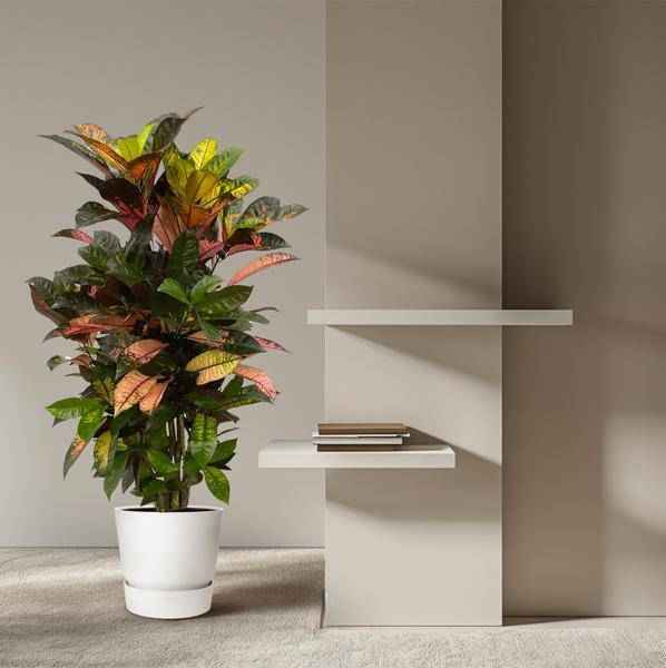 Image of Codiaeum Croton Iceton – Wunderstrauch – Bunte Zimmerpflanze mit Farbspiel – Exotische Blätter – Ø24cm – ↕110cm-3