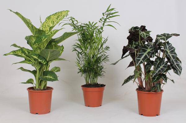 Image of Zimmerpflanzen Mix – 3 Pflanzen – Ø17cm – Höhe 45-55cm – Grüne Zimmerpflanzen – Pflegeleichte Pflanzen Deko für Zuhause & Büro-0