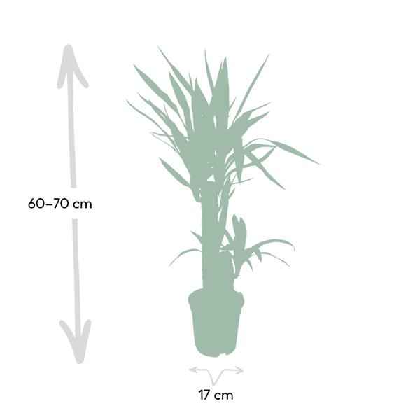 Image of Palmlilie Yucca Elephantipes Zimmerpflanze Ø17cm ↕85cm – pflegeleichte Grünpflanze für Wohnzimmer, Büro & helle Standorte kaufen-3