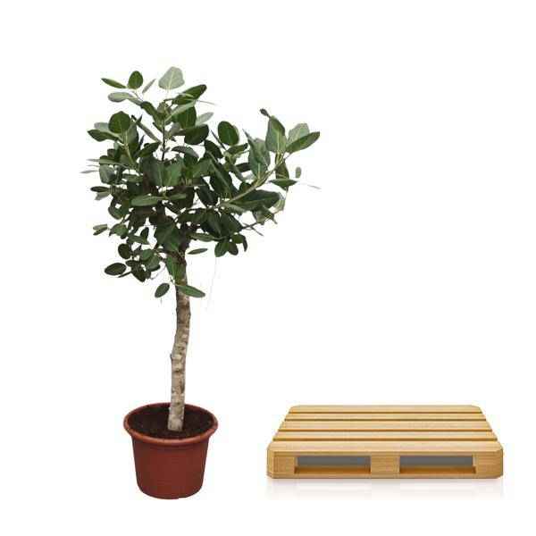 Image of Banyan – Feige Ficus Benghalensis – 200cm hoch – Ø50cm – Exklusive Zimmerpflanze mit großen glänzenden Blättern – pflegeleicht – für Zimmer & Büro-2