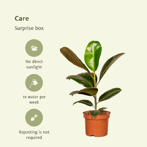 Image of Pflanzen Überraschungsbox Ø12cm – pflegeleichtes Pflanzen Set für Urban Jungle, Fensterbank, Wohnzimmer & Büro-3