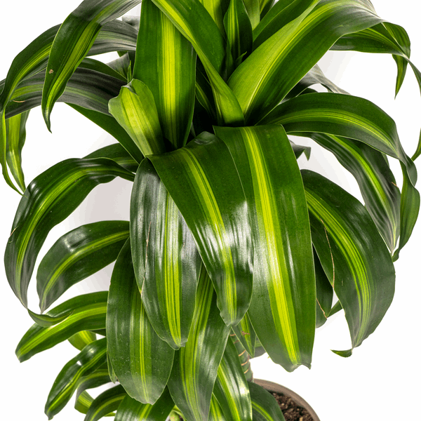 Image of Dracaena Deremensis Hawaiian Sunshine – Drachenbaum – Ø19cm – ↕70-90cm – Tropische Zimmerpflanze mit zweifarbigen Blättern-2