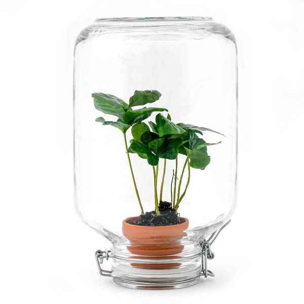Image of Flaschengarten – pflegeleichter Flaschengarten im Glas, Pflanzen Terrarium für Wohnzimmer & Büro