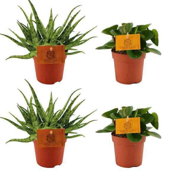 Image of Aloe Spider + Peperomia Obtipan Grün – 4 Zimmerpflanzen im Set – Ø10.5cm – ↕10cm – Pflegeleichte Sukkulente & Grünpflanze – Dekorativ für Wohnzimmer, Fensterbank & Büro
