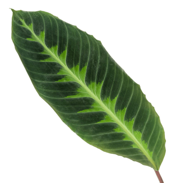 Image of Calathea Warscewiczii – Korbmarante – Zimmerpflanze – ca. 80cm hoch – Ø19cm – Tropische Blattschmuckpflanze-1