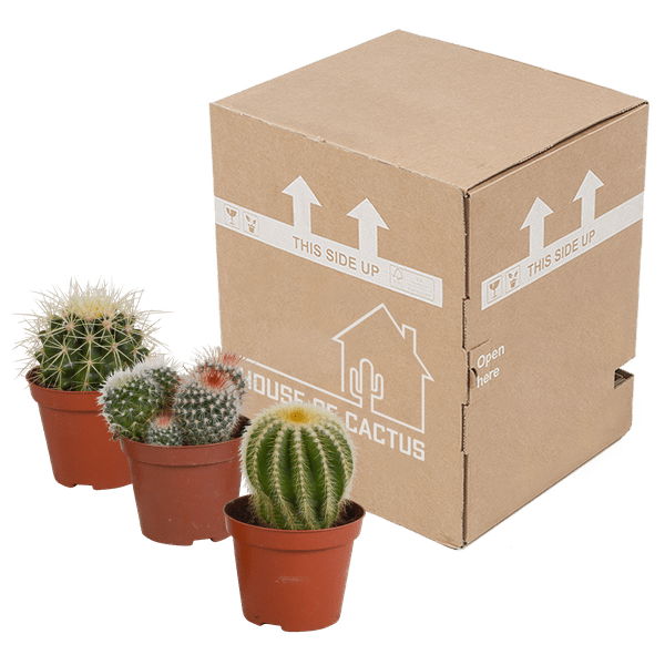 Image of Kaktus Bolcactus Mix – 3 Pflanzen – Ø8,5cm Zimmerpflanzen – Verschiedene Kugelkakteen – Pflegeleichte Sukkulenten für Fensterbank, Büro & Wohnzimmer-4