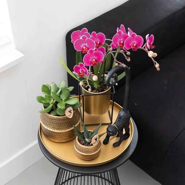 Image of Phalaenopsis Orchideen Zimmerpflanze Ø9cm – blühende Orchidee für Wohnzimmer, Büro & helle Standorte kaufen