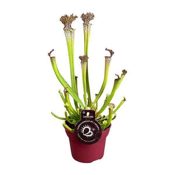Image of Fleischfressende Pflanze – Sarracenia Farnhamii – Ø12cm – ↕40cm – Exotische Schlauchpflanze für Innenräume – Pflegeleichte Karnivore Zimmerpflanze-0