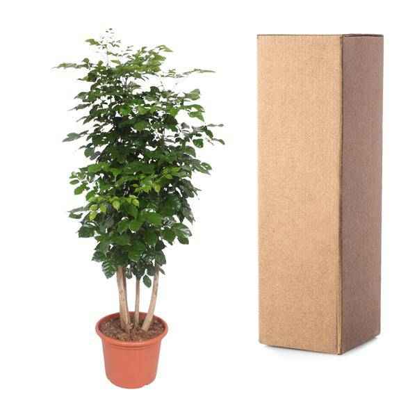 Image of Trompetenbaum – Radermachera Hainanensis – Zimmerpflanze 190cm – Ø34cm – Immergrüne Grünpflanze mit glänzenden Blättern