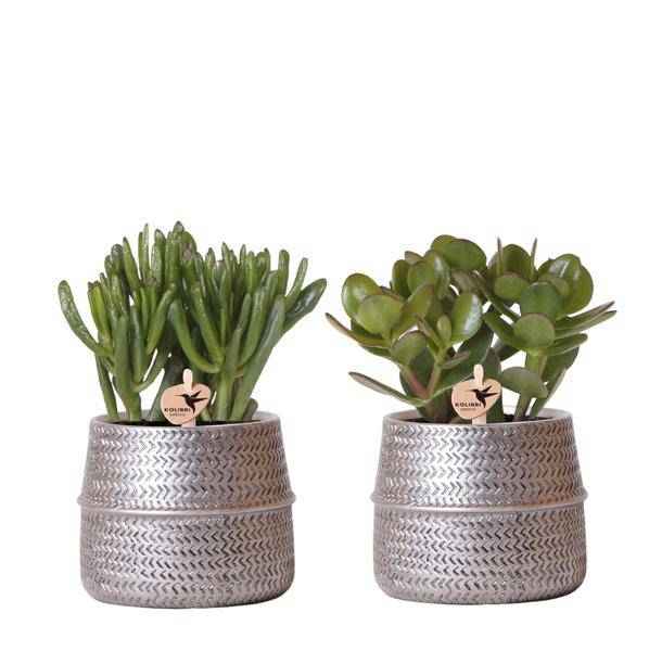 Image of Sukkulenten 2er – Set in silbernen Rillen – Keramik – Ziertöpfen Zimmerpflanze Ø9cm – pflegeleichte Sukkulente für Wohnzimmer, Büro & helle Standorte-0