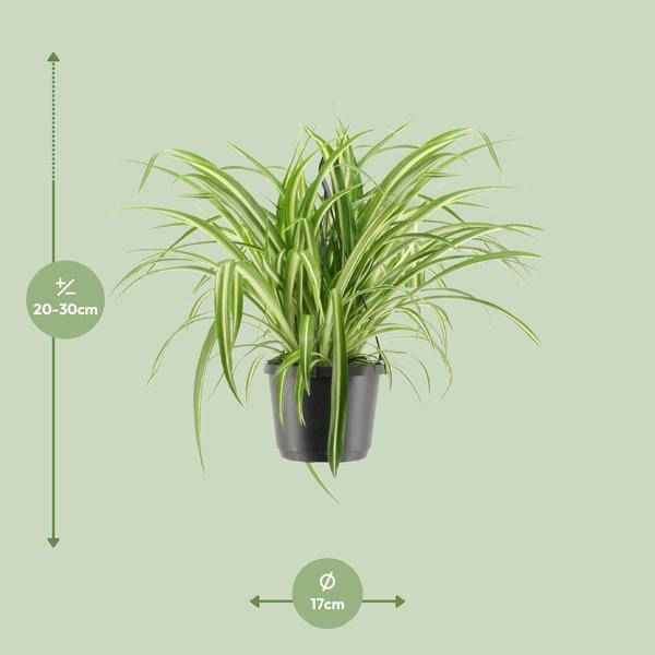 Image of Grünlilie Chlorophytum comosum Variegatum Zimmerpflanze Ø17cm ↕30cm – pflegeleichte Grünpflanze für Wohnzimmer, Büro & helle Standorte kaufen-1