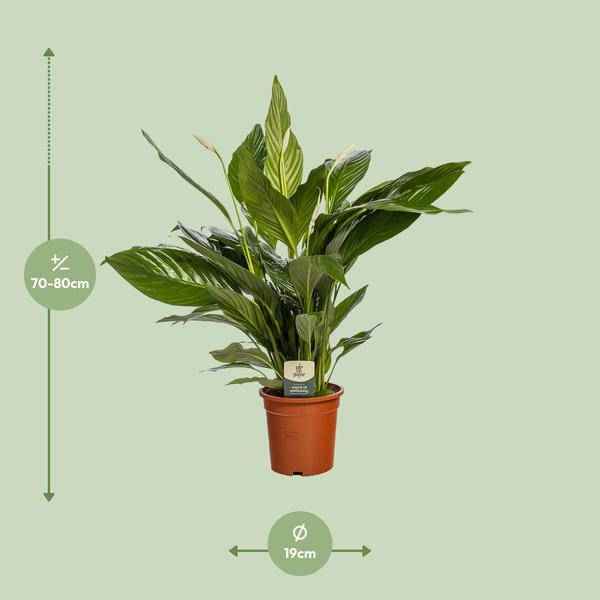 Image of Einblatt Spathiphyllum Bingo Cupido Zimmerpflanze Ø19cm ↕80cm – pflegeleichte Grünpflanze für Wohnzimmer, Büro & helle Standorte kaufen-1