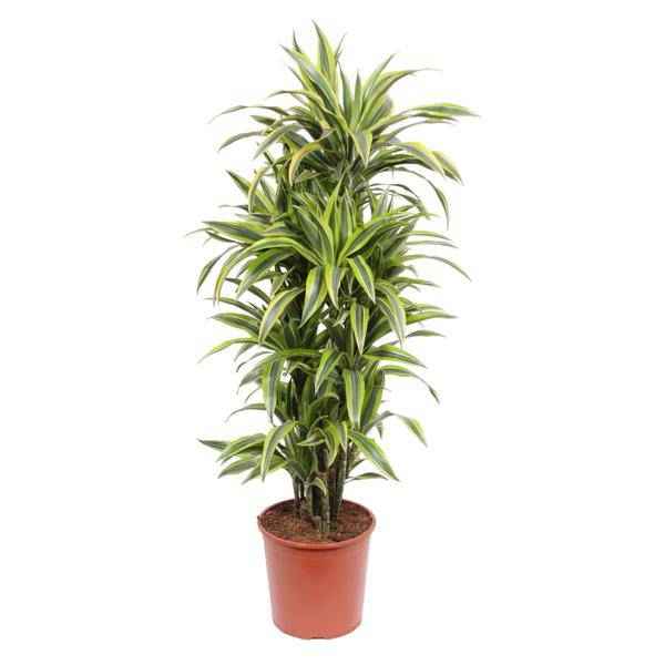 Image of Drachenbaum Dracaena Lemon Lime – 150cm hoch – Ø30cm – Auffällige Zimmerpflanze mit gelbgrünem Blattwerk – Pflegeleicht & robust – für Zimmer & Büro-0