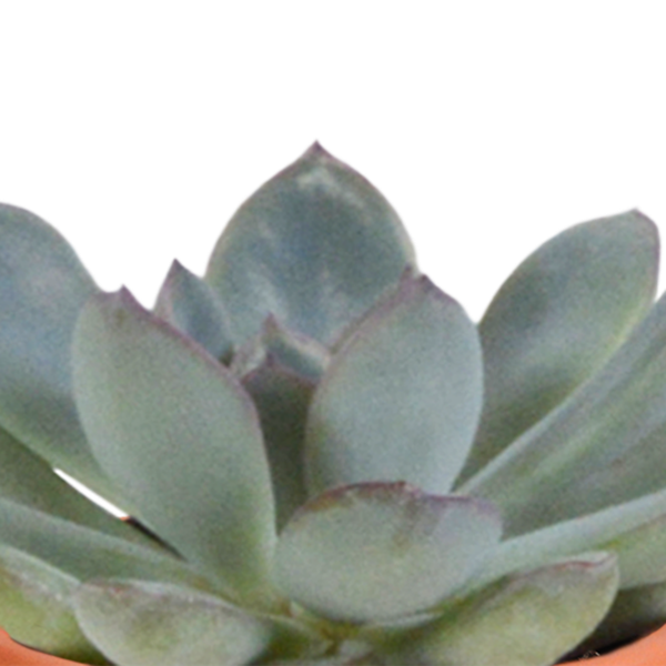 Image of Kakteen und Sukkulenten Mix – 15 Pflanzen – Ø5,5cm Zimmerpflanzen – Verschiedene Arten wie Cereus, Echeveria, Haworthia & Crassula