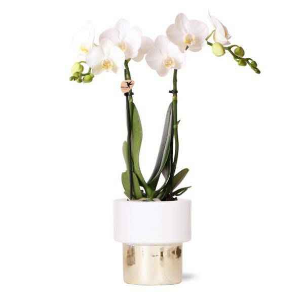 Image of Phalaenopsis Orchidee Amabilis Weiß – 35cm Höhe – Ø9cm – Mit dekorativem Elite Topf Gold – Edle Zimmerpflanze mit 2-3 Blütenstielen