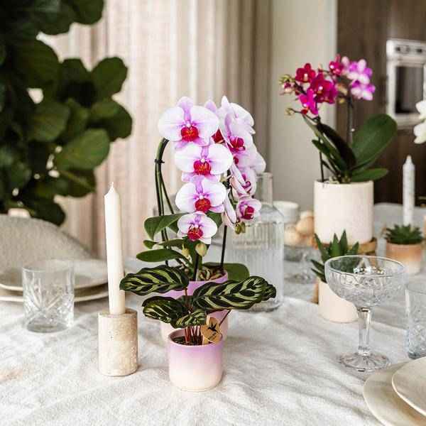 Image of Gradience Übertopf Rosa – Ø6cm – Blumentopf mit Farbverlauf – Glänzender Keramiktopf für Sukkulenten & Mini – Orchideen-1
