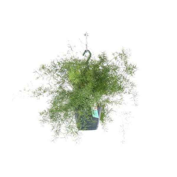 Image of Spargel Sprengeri Hängend Zimmerpflanze Ø17cm ↕35cm – pflegeleichte Grünpflanze für Wohnzimmer, Büro & helle Standorte kaufen-0