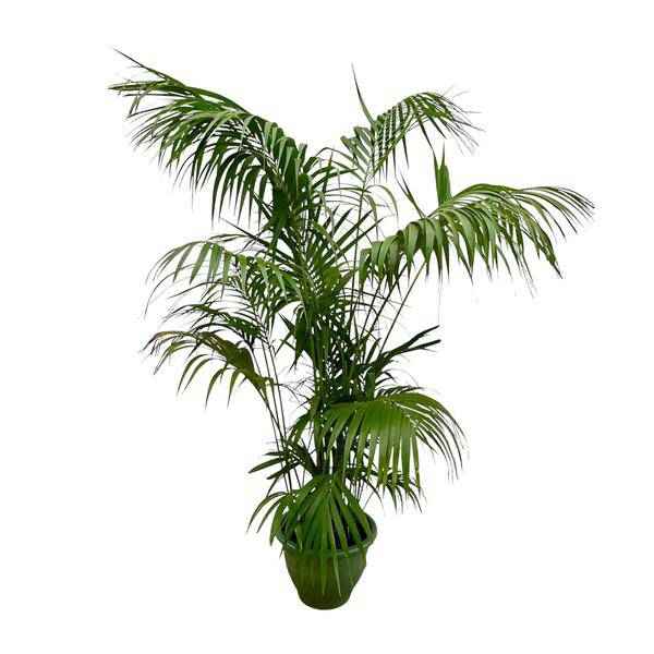 Image of Kentia – Palme – Howea forsteriana – Zimmerpflanze 260cm – Ø35cm – XXL – Palme mit eleganten dunkelgrünen Wedeln – Pflegeleicht-0