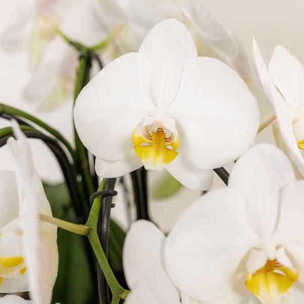 Image of Orchideen – Set Weiß im Baumwollkorb Zimmerpflanze Ø12cm – blühende Orchidee für Wohnzimmer, Büro & helle Standorte kaufen-3